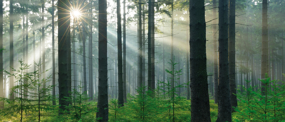الزراعة المستدامة للغابات